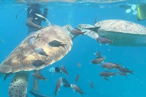 Practica snorkel y nada con tortugas marinas