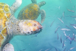 Mindelo: Swim and Snorkel with Sea Turtles Boat Cruise
