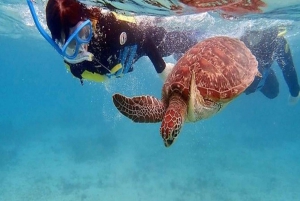 Mindelo: Swim and Snorkel with Sea Turtles Boat Cruise