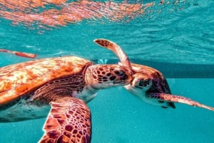 Mindelo: Swim and Snorkel with Sea Turtles