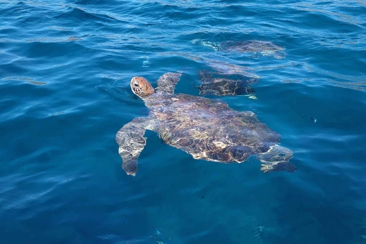 Plongée en apnée avec les tortues à la plage de Sao Pedro