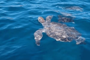 Snorkeling with turtles at Sao Pedro's Beach