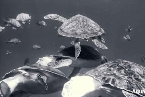 Snorkeling with Turtles