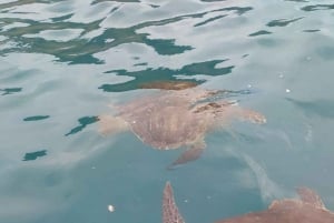 Snorkeling with Turtles