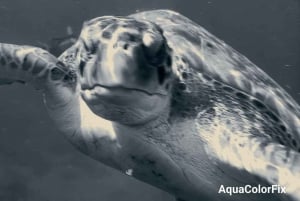 Snorkeling with Turtles