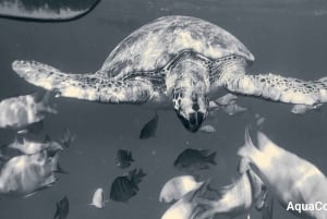 Snorkeling with Turtles