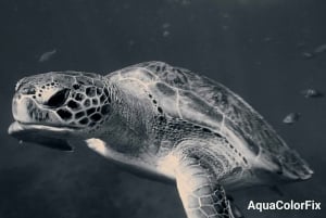 Snorkeling with Turtles