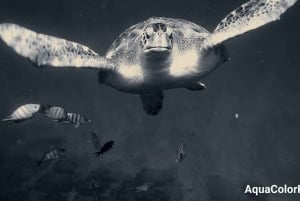 Snorkeling with Turtles