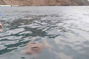 Snorkeling with Turtles