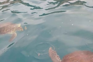 Snorkeling with Turtles