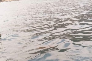 Esnórquel con tortugas