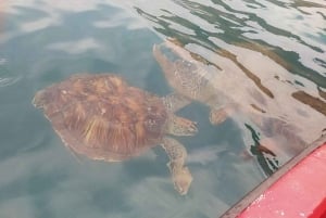 Esnórquel con tortugas