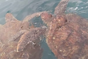 Esnórquel con tortugas