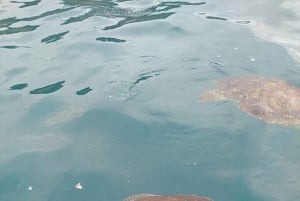 Esnórquel con tortugas