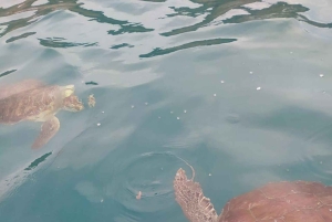 Esnórquel con tortugas