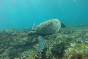 Excursión de snorkel con guía local certificado.
