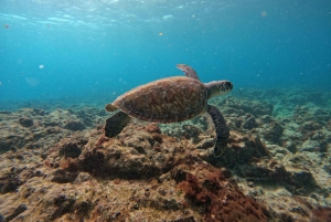 Snorkling med certifikat och lokal guide.