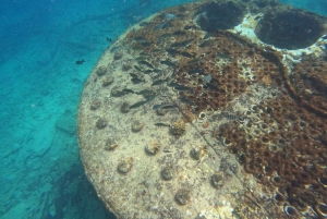 Snorkling med certifikat och lokal guide.