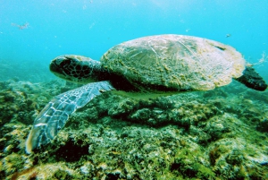 Snorkling med certifikat och lokal guide.