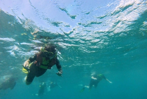 Snorkling med certifikat och lokal guide.