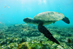 Snorkling med certifikat och lokal guide.