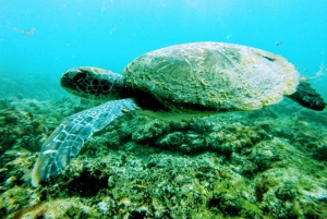 Snorkling med certifikat och lokal guide.