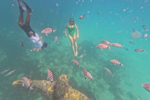 Snorkling med certifikat och lokal guide.