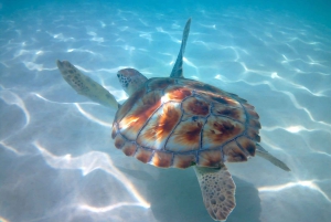 Snorkling med certifikat och lokal guide.
