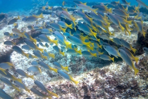 Snorkling med certifikat och lokal guide.