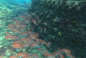 Snorkling med certifikat och lokal guide.