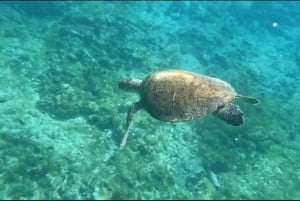 Snorkelling