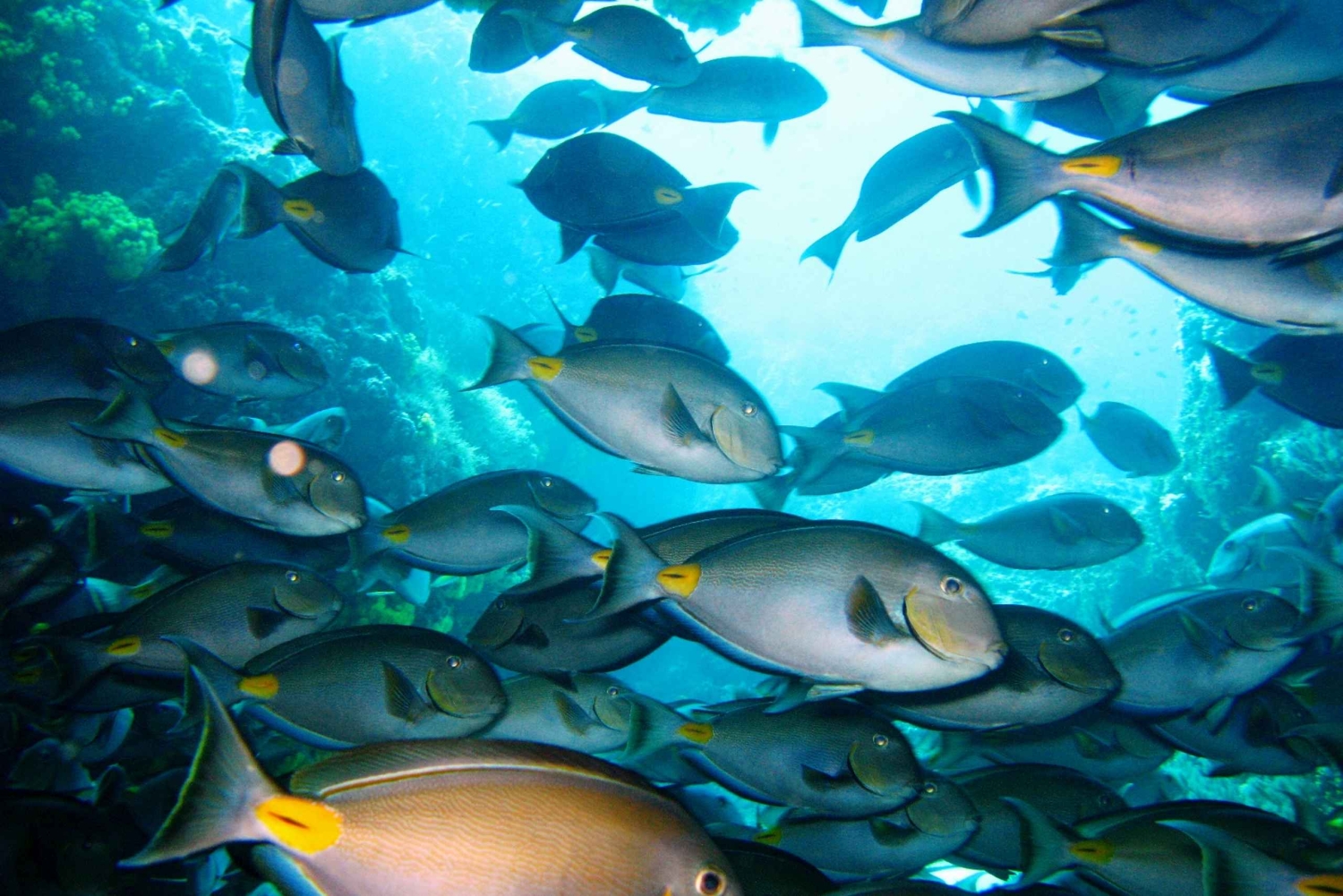 Tarrafal: snorkeltrip langs de kust
