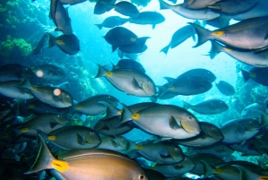 Tarrafal: snorkeltrip langs de kust