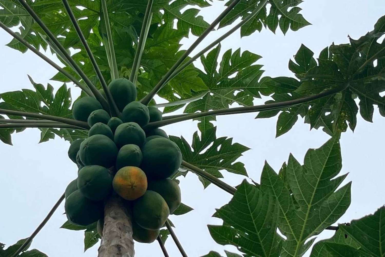 Cours de cuisine traditionnelle