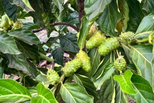 Cours de cuisine traditionnelle