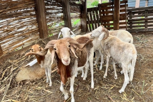 Cours de cuisine traditionnelle