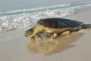Turtle whaching & beach tour