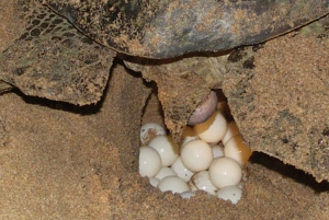 Turtle whaching & beach tour