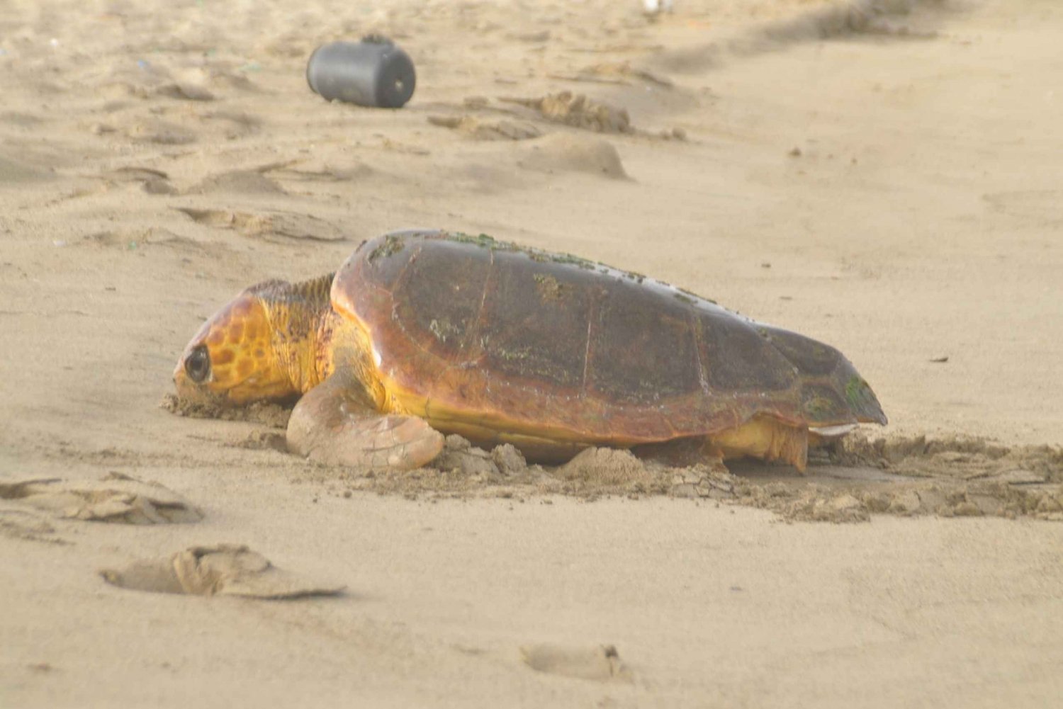 Turtle whaching in Boa Vista Island