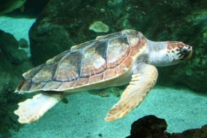 サリ島でのウミガメの産卵観察ナイトツアー