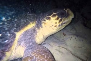 サリ島でのウミガメの産卵観察ナイトツアー