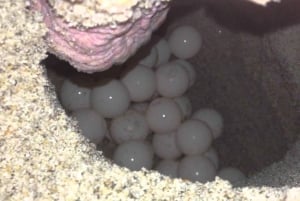 サリ島でのウミガメの産卵観察ナイトツアー