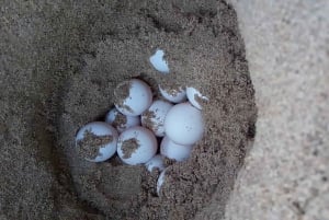 サリ島でのウミガメの産卵観察ナイトツアー