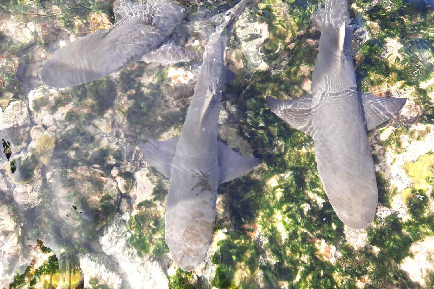 مرحبًا بك في سال: غداء مع السكان المحليين، خليج القرش، حفرة البركان