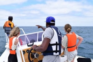 Whale Watching Boa Vista, Speed Boat & Small Groups