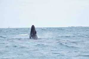 Whale Watching Boa Vista, Speed Boat & Small Groups