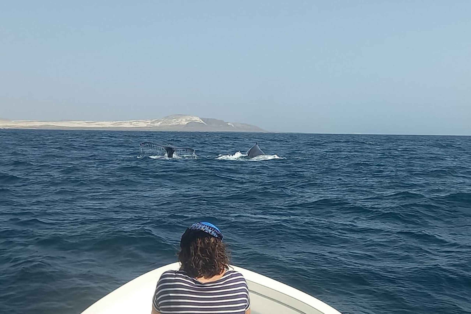 Whale watching tour SEASONAL