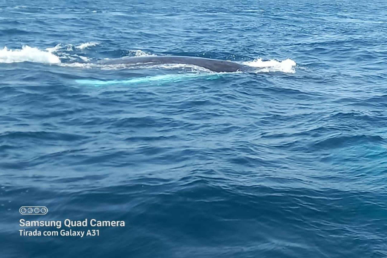 Whale watching tour SEASONAL