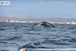 Whale watching tour SEASONAL