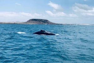 Whale watching tour SEASONAL